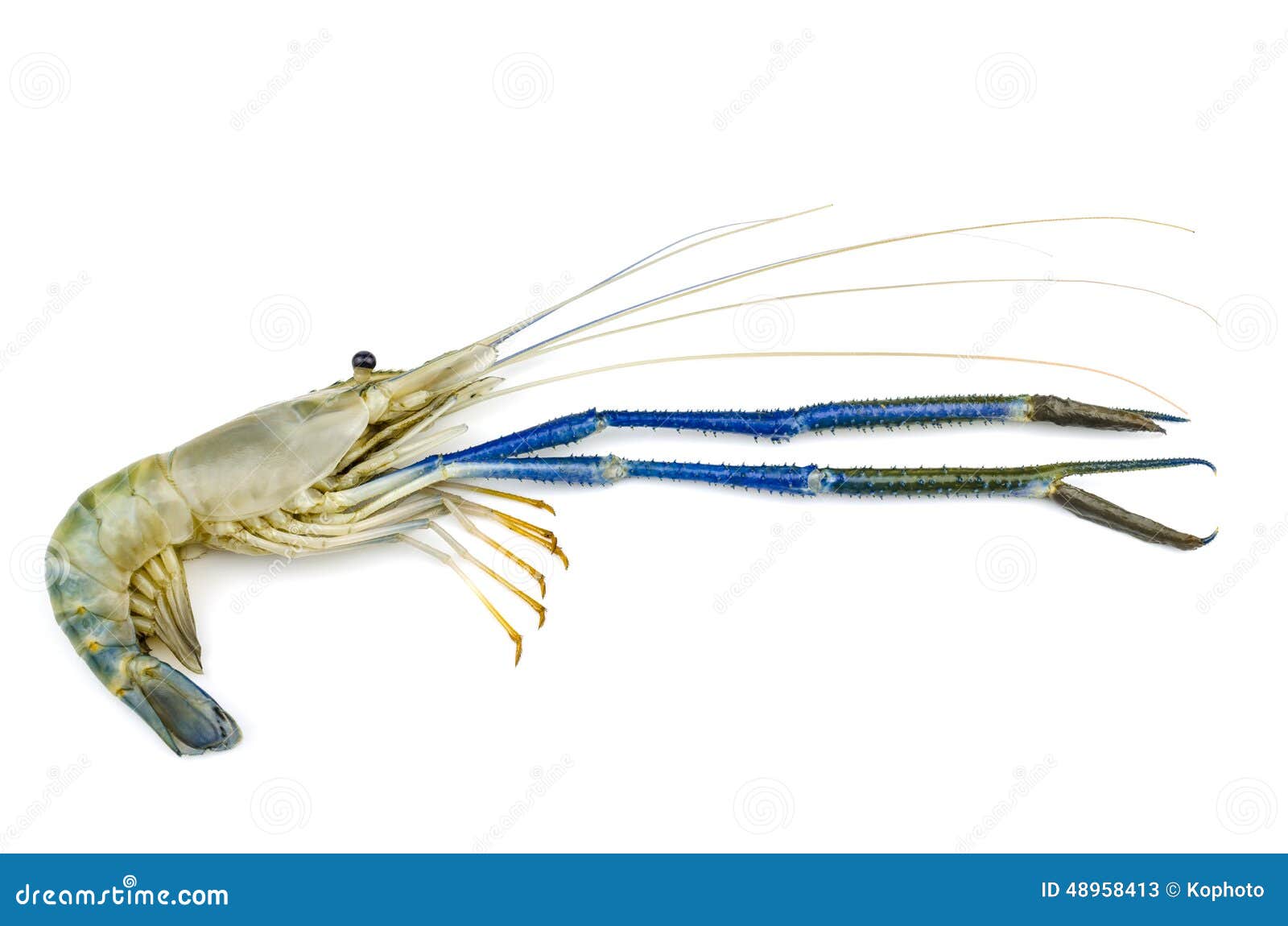 Giant malaysian prawn stock image. Image of aqua, galah 48958413