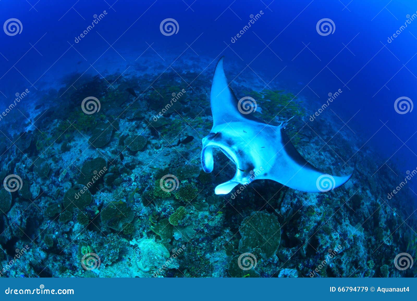 giant oceanic manta ray conservation giant oceanic manta ray conservation
