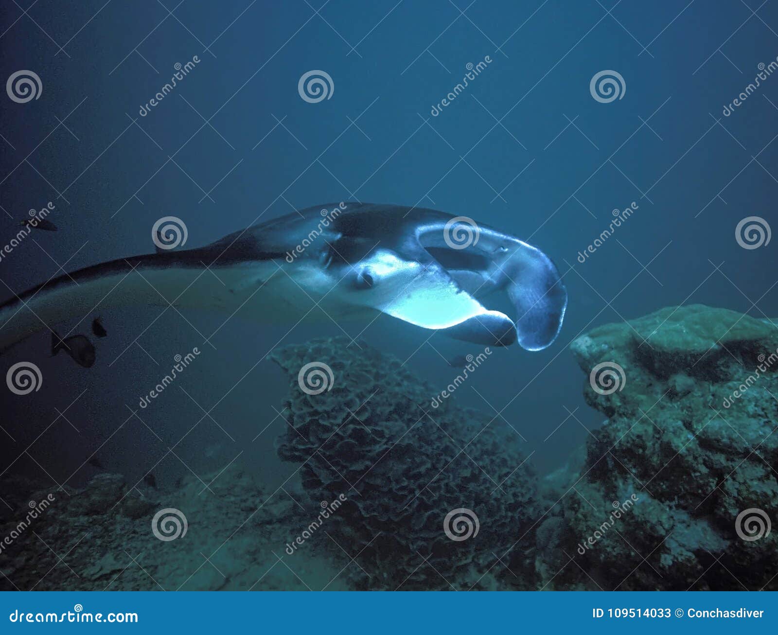 Giant Manta Ray Rises from the Depths Stock Image - Image of islands