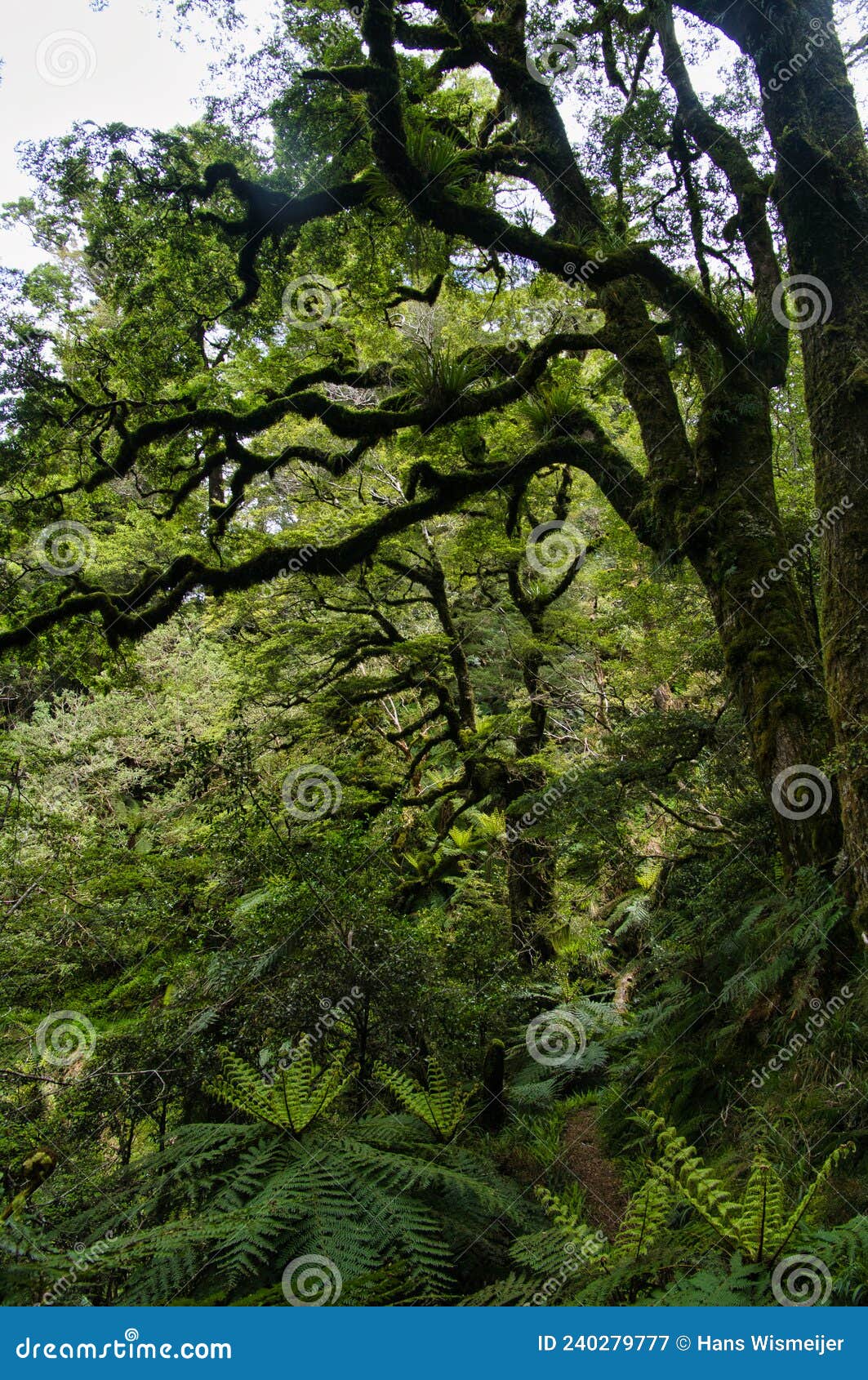giant trees in rainforest, te urewera national park, new zealand
