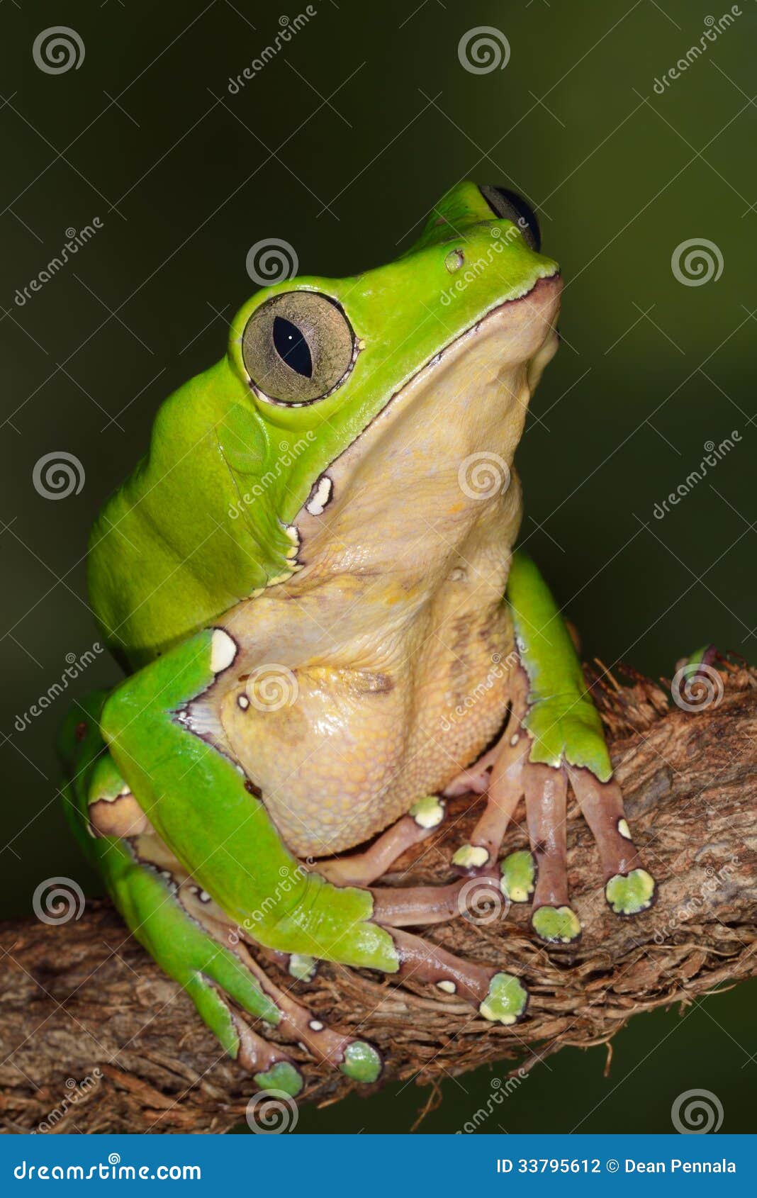 giant monkey frog