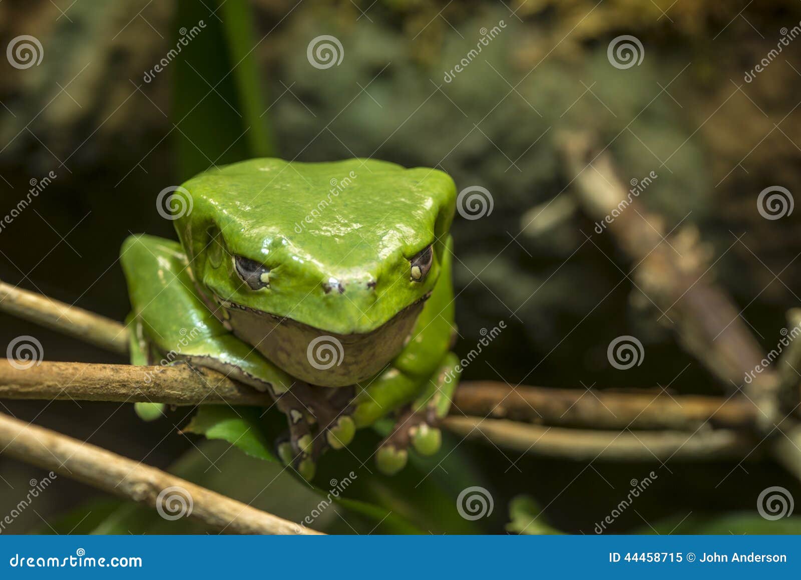 Giant Monkey Pod Tree Royalty-Free Stock Photo | CartoonDealer.com