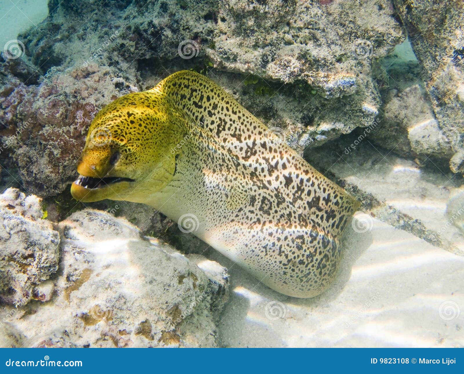 Giant moray eel stock photo. Image of common, yellow, reef 9823108