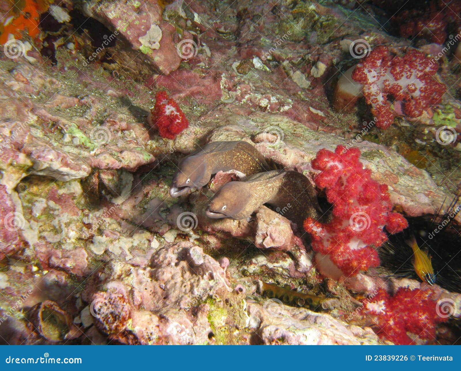 Giant Moray Eel couple stock photo. Image of couple, close 23839226