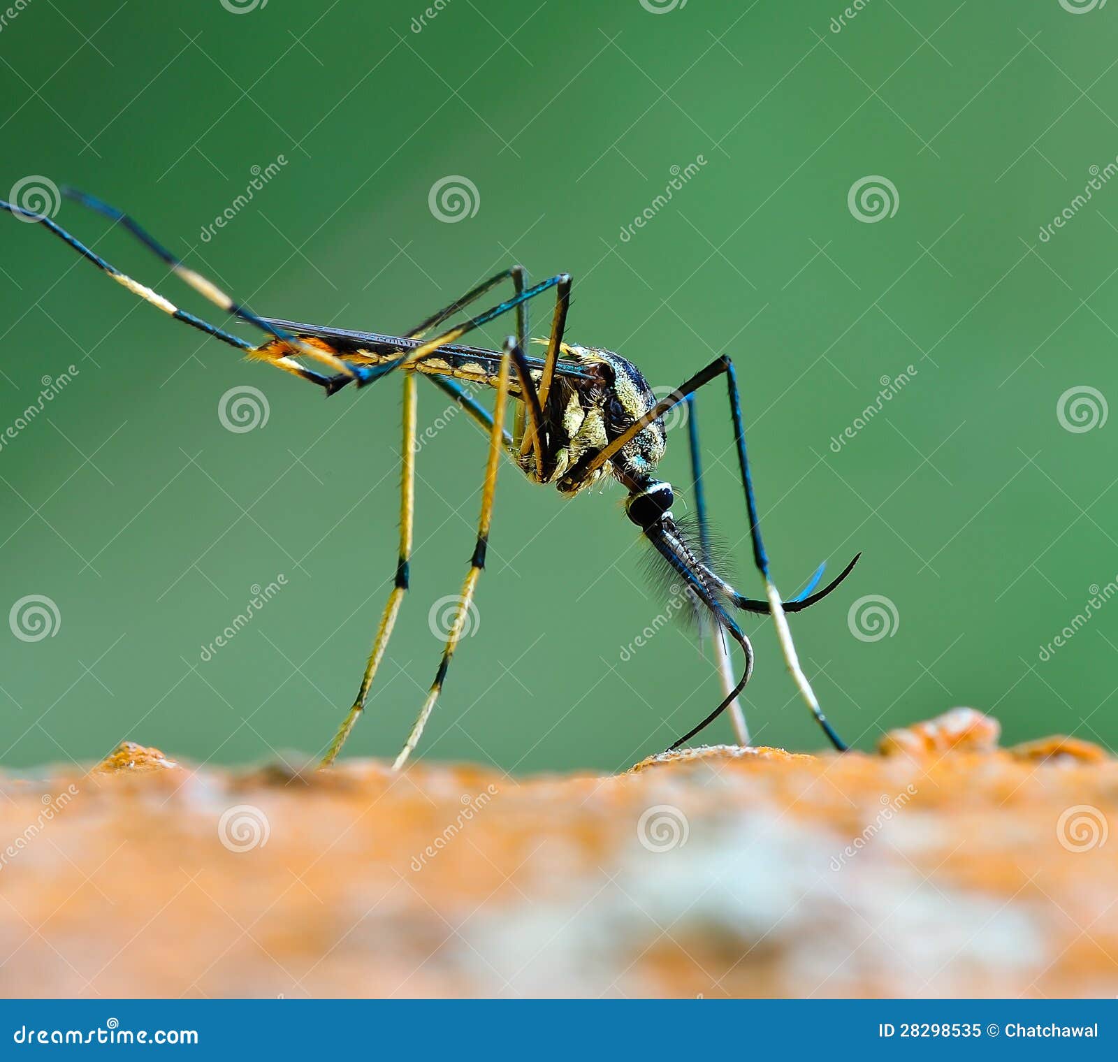 Giant Mosquito Nature Background Stock Image - Image of background