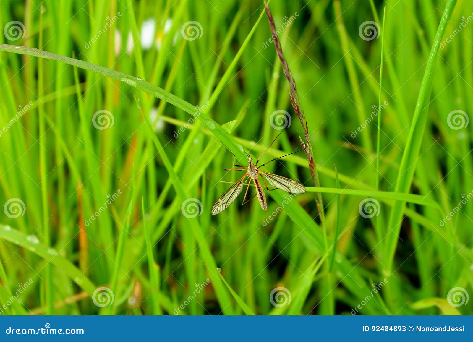 Giant mosquito stock image. Image of spider, mosquito 92484893