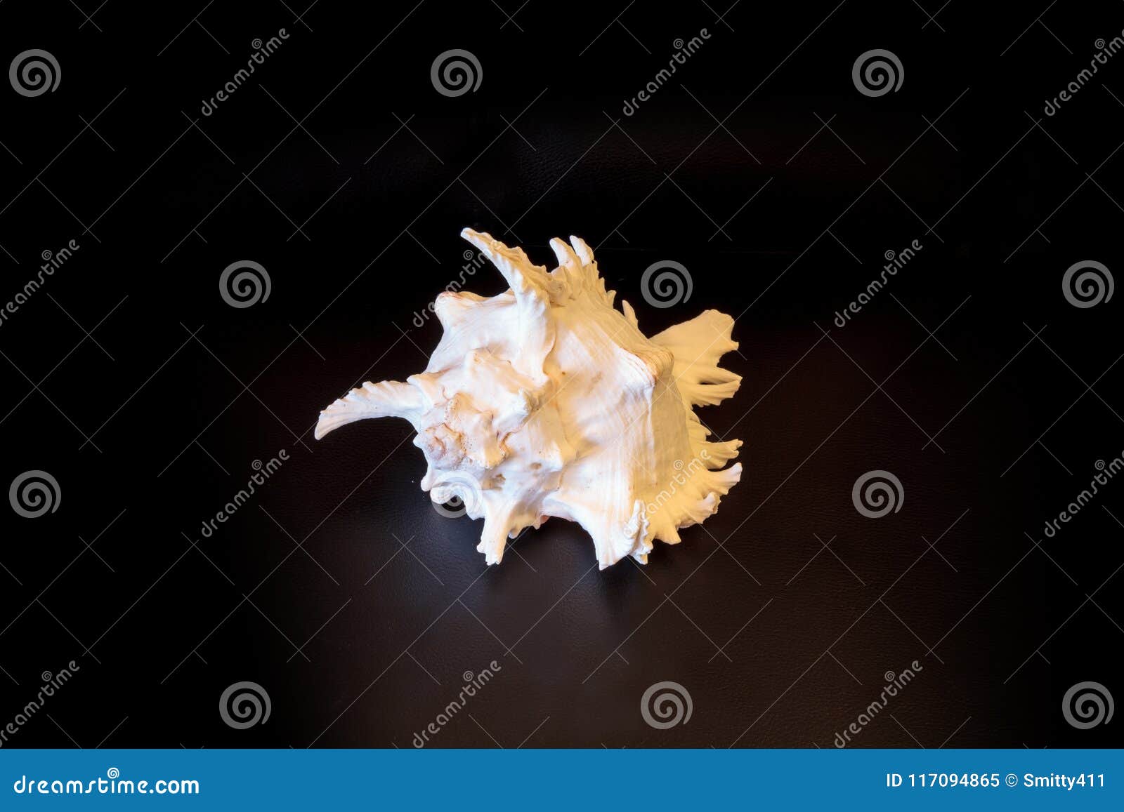 giant murex shell hexaplex fulvescens