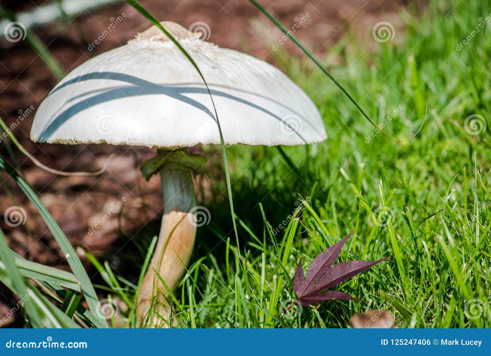 Giant mushroom on the lawn stock photo. Image of outdoor 125247406