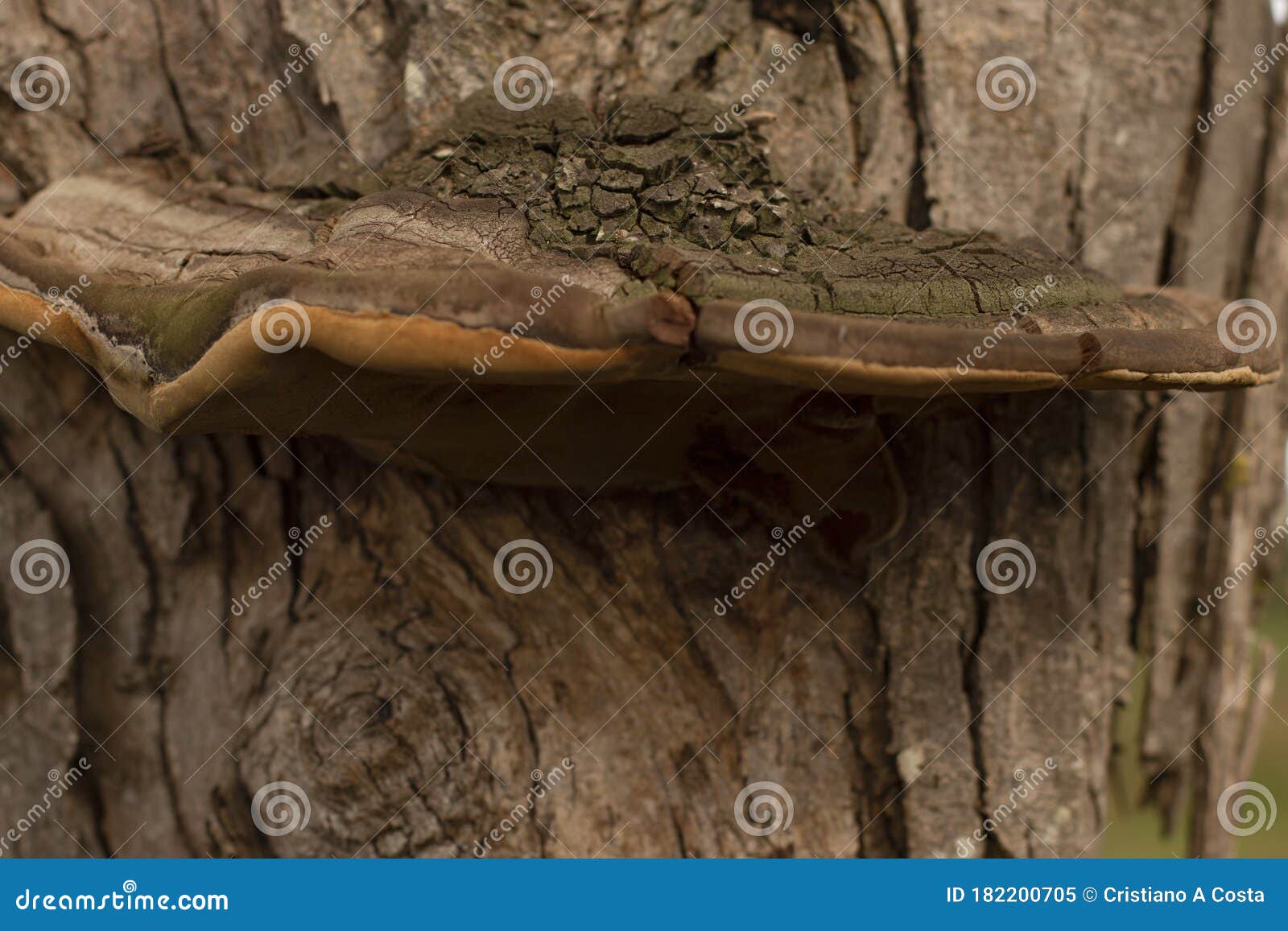 giant mushrooms in a dry trunk