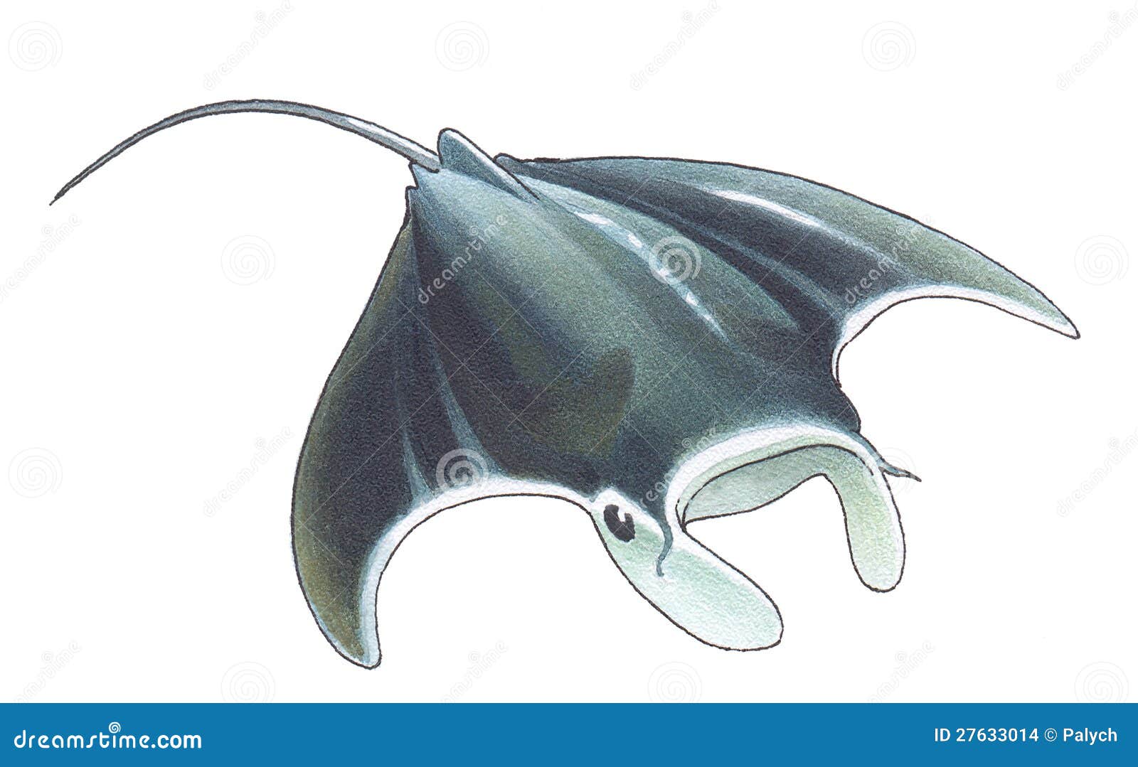 Giant Oceanic Manta Ray stock illustration. Illustration of eagle