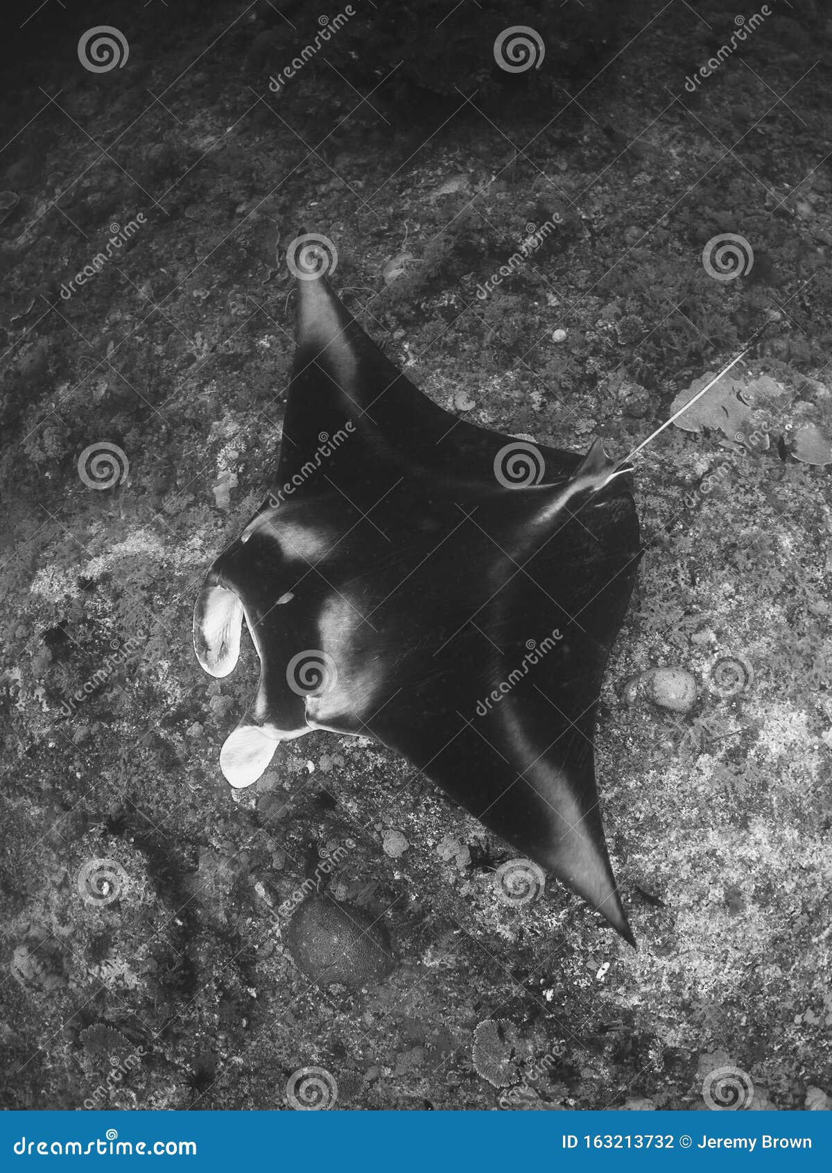 Giant Oceanic Manta Ray, Mobula Birostris Stock Photo - Image of