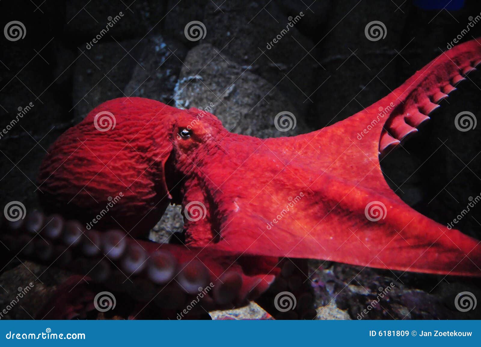 Giant Octopus stock image. Image of marine, dangerous 6181809