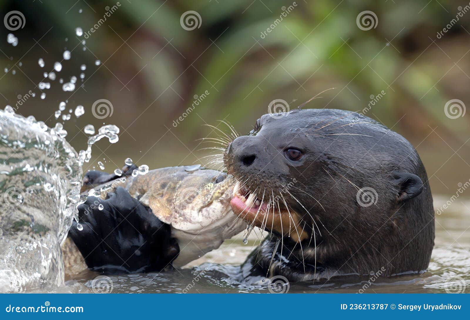 giant otter eating fish in the water. giant river otter, pteronura brasiliensis.