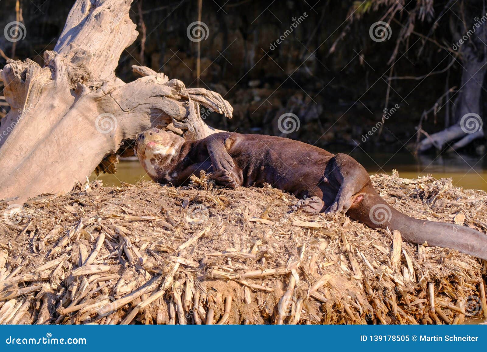 giant otter or giant river otter, pteronura brasiliensis, cuiaba river, near porto jofre, pantanal, brazil