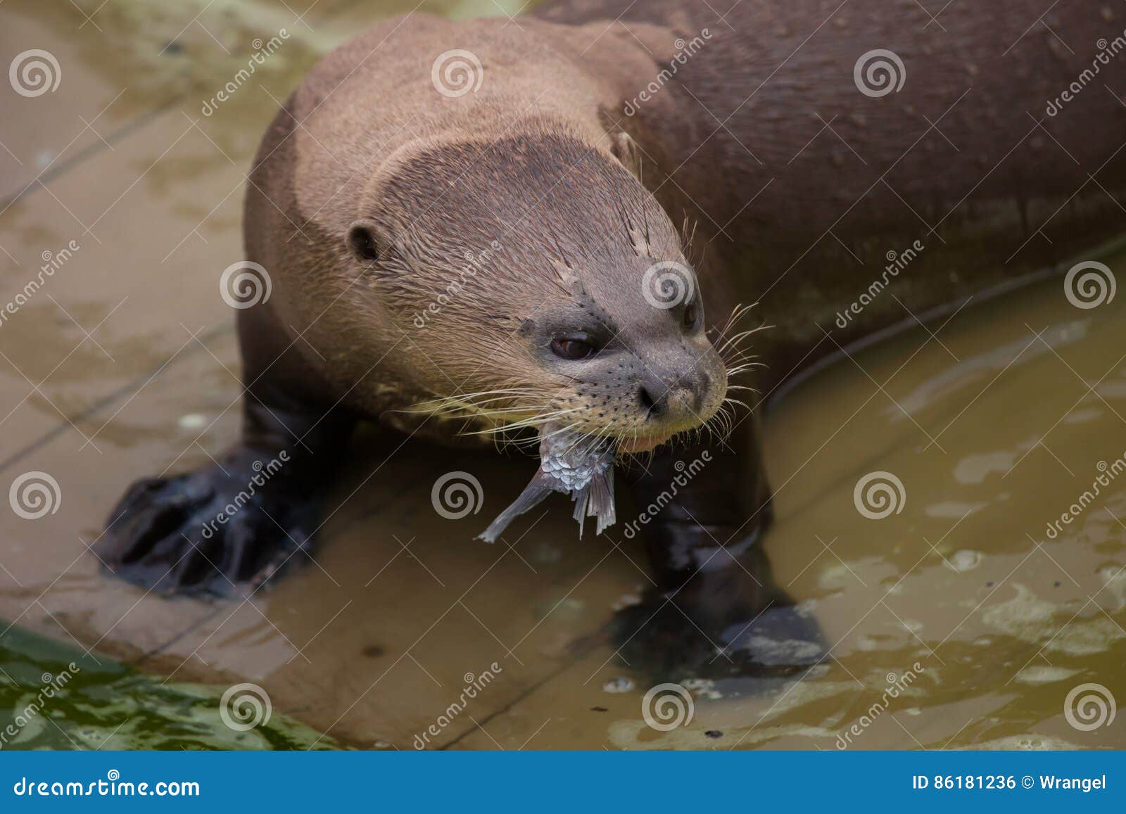 giant otter pteronura brasiliensis