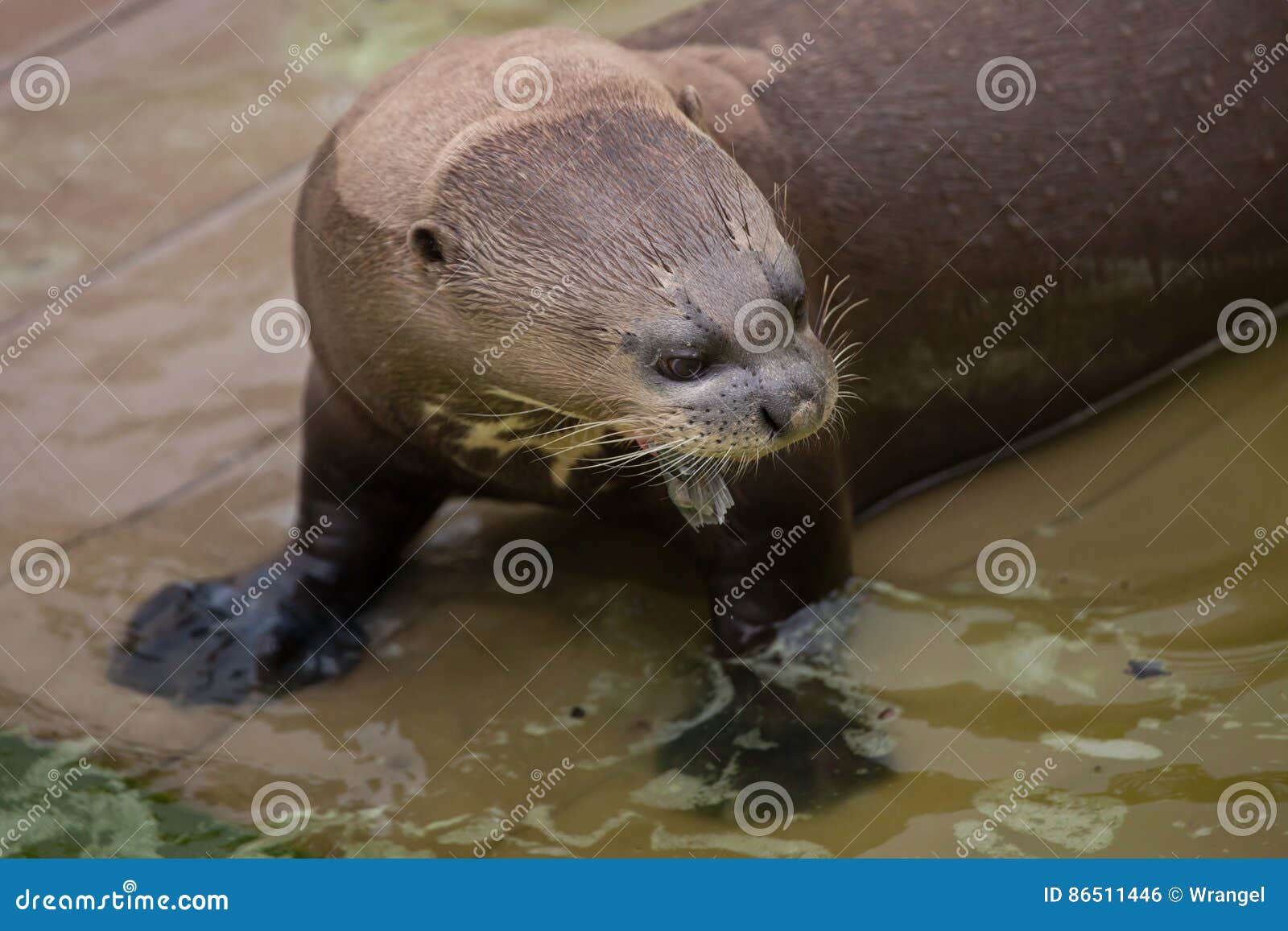 giant otter pteronura brasiliensis