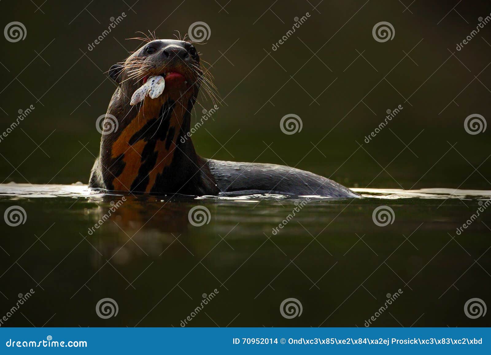 giant otter, pteronura brasiliensis, portrait in the river water with fish in mouth, animal in the nature habitat, rio negro, pant