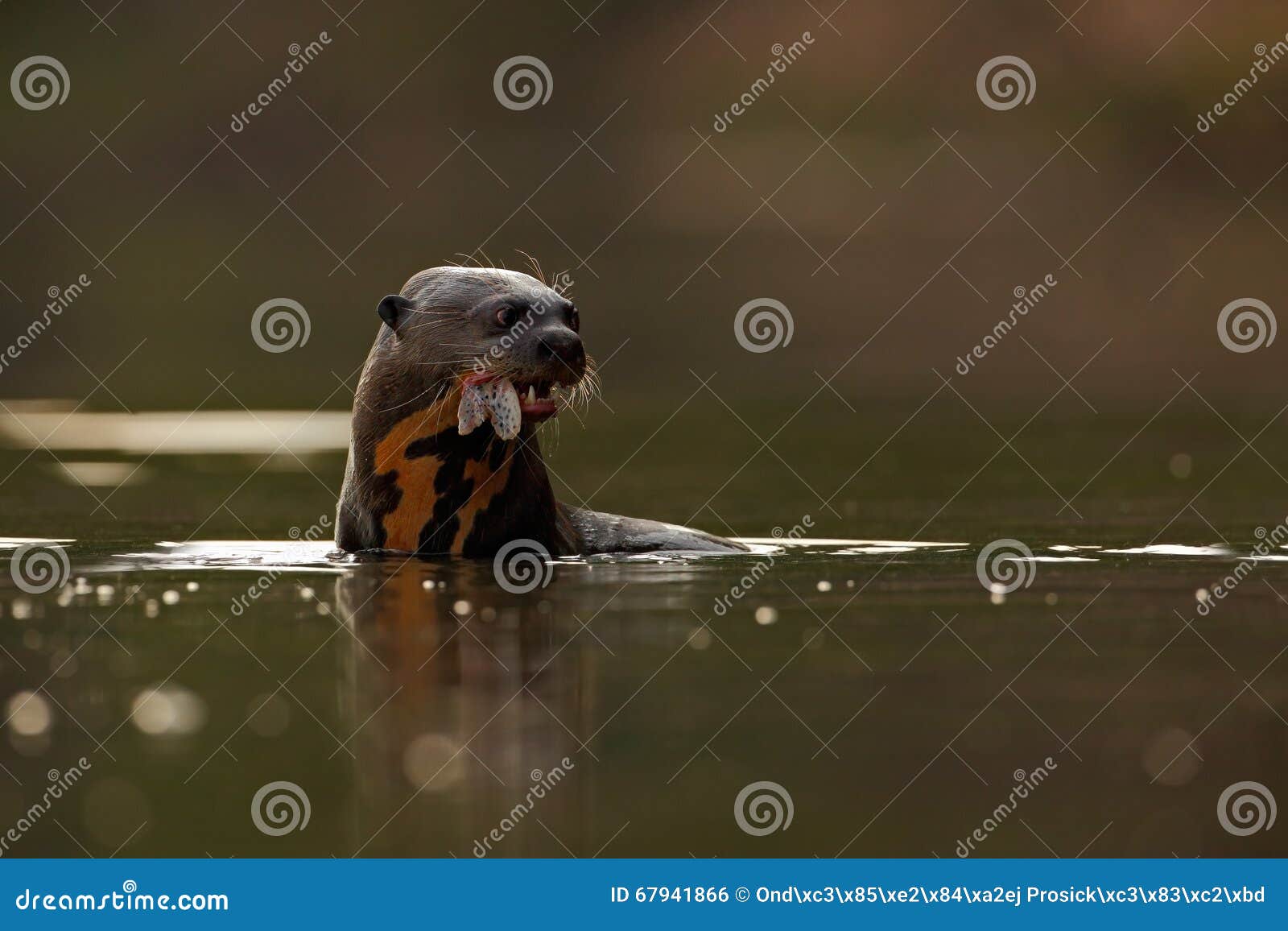 giant otter, pteronura brasiliensis, portrait in the river water with fish in mouth, rio negro, pantanal, brazil