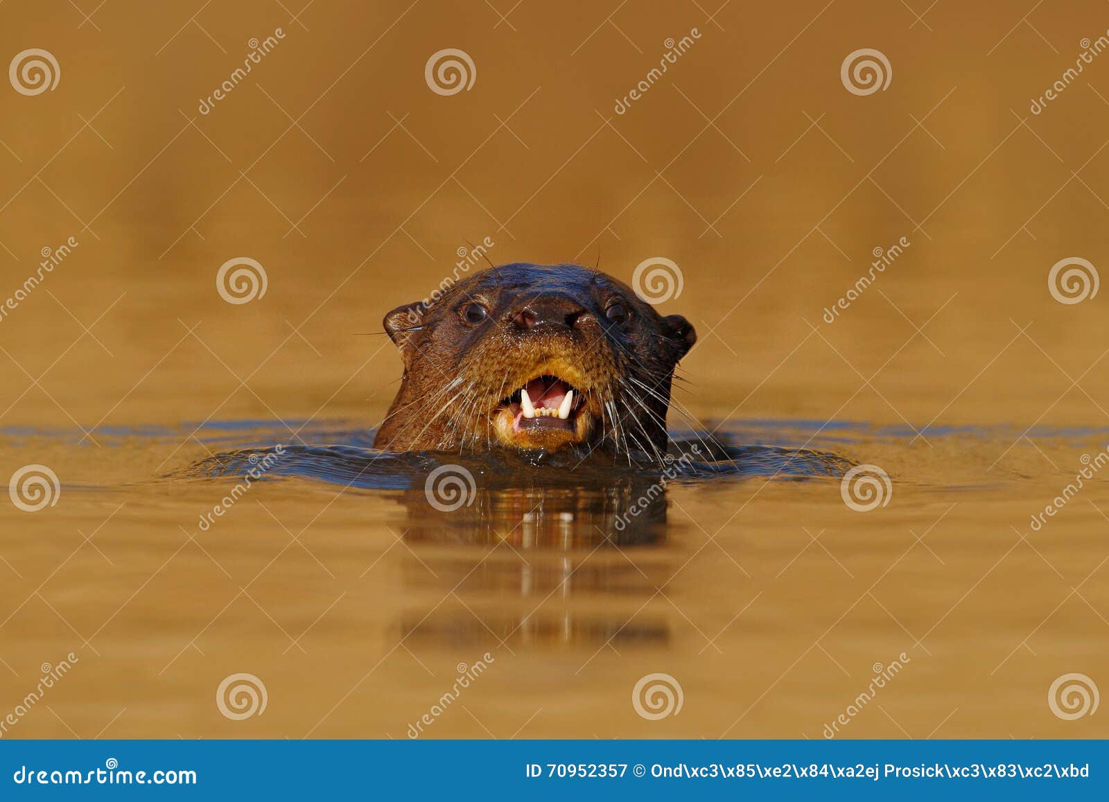 giant otter, pteronura brasiliensis, portrait in the river water level, rio negro, pantanal, brazil