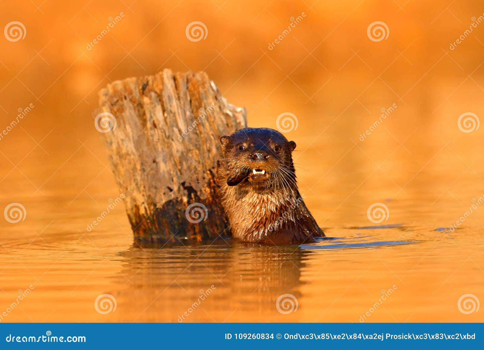 giant otter, pteronura brasiliensis, portrait in the river water level, rio negro, pantanal, brazil. wildlife scene from nature. a