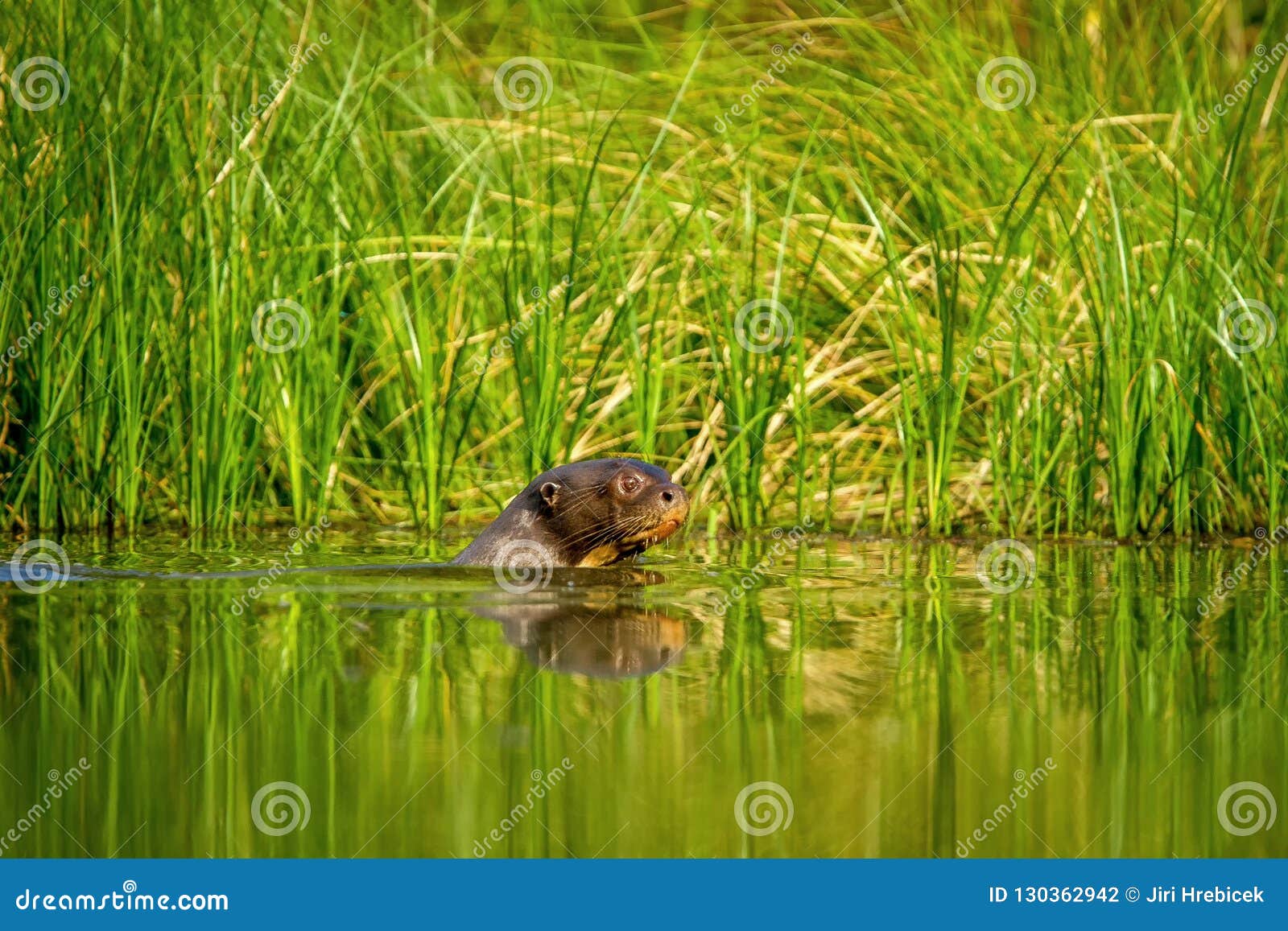 giant otter pteronura brasiliensis swims in lake in the peruvian amazon jungle, peru, green background