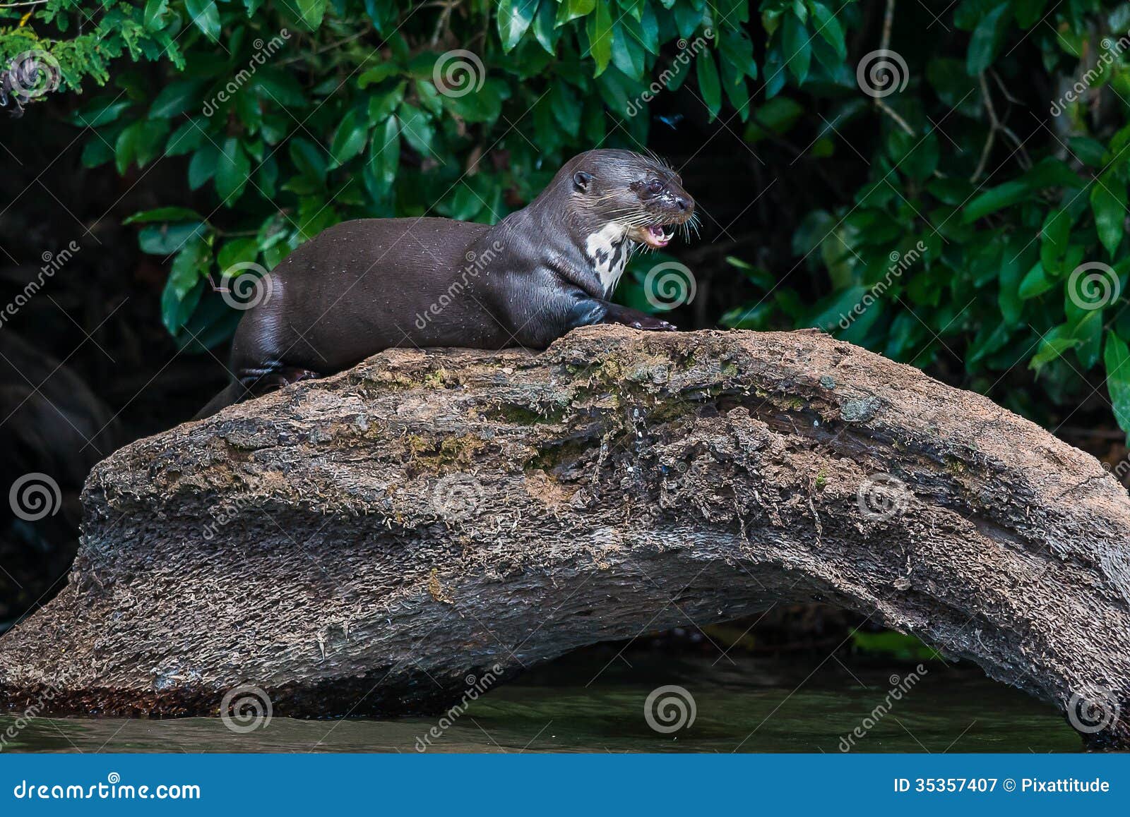 845 Otter Standing Photos Free Royalty Free Stock Photos From Dreamstime
