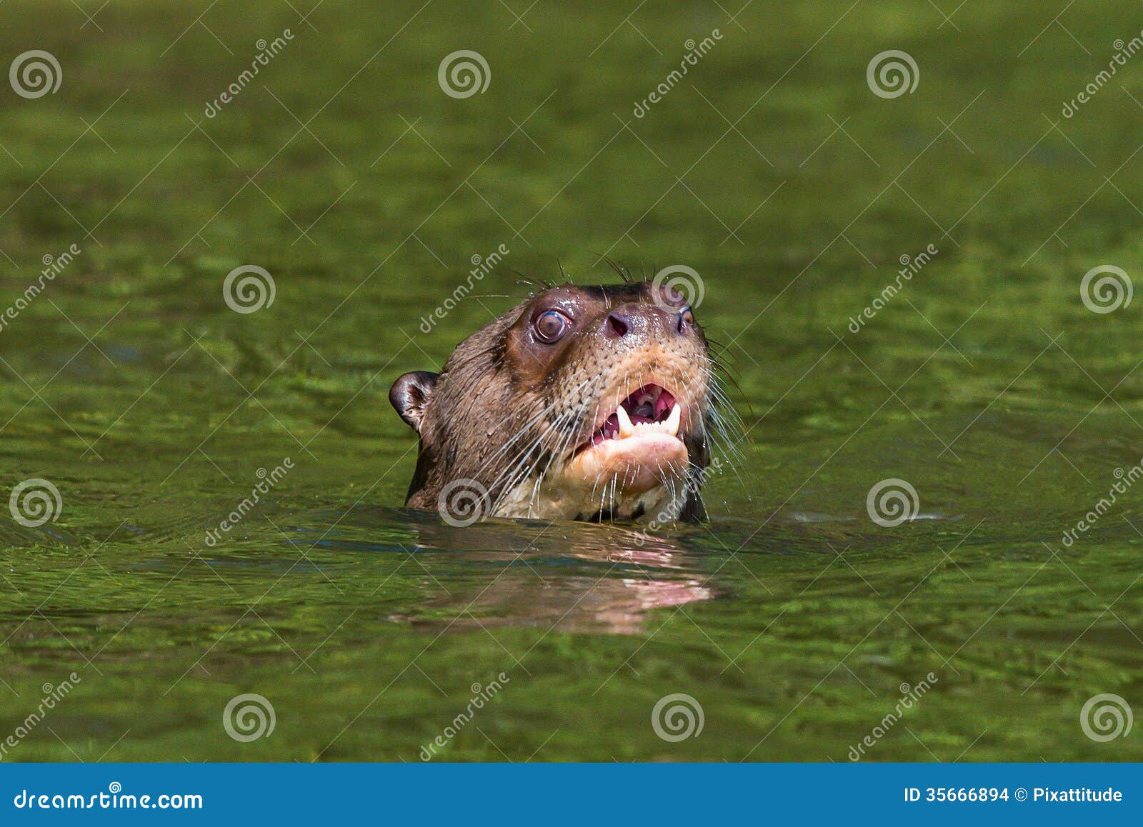 giant otter swimming peruvian amazon jungle madre de dios peru