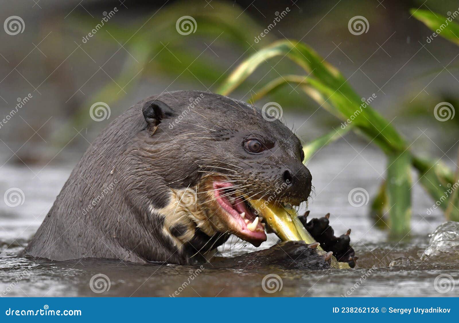 Giant Otter in the Water Eating a Fish. Giant River Otter, Pteronura ...