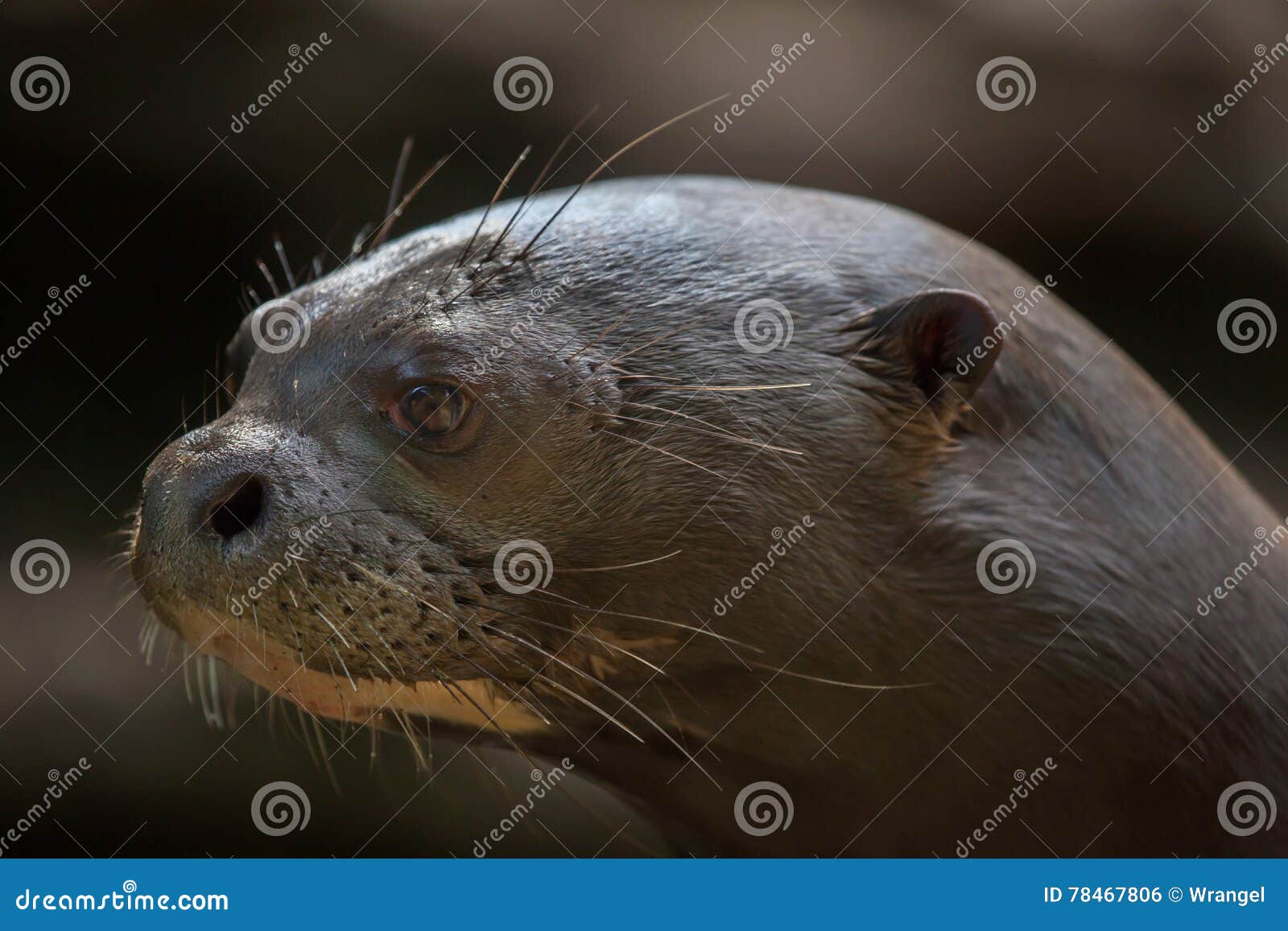giant otter (pteronura brasiliensis).