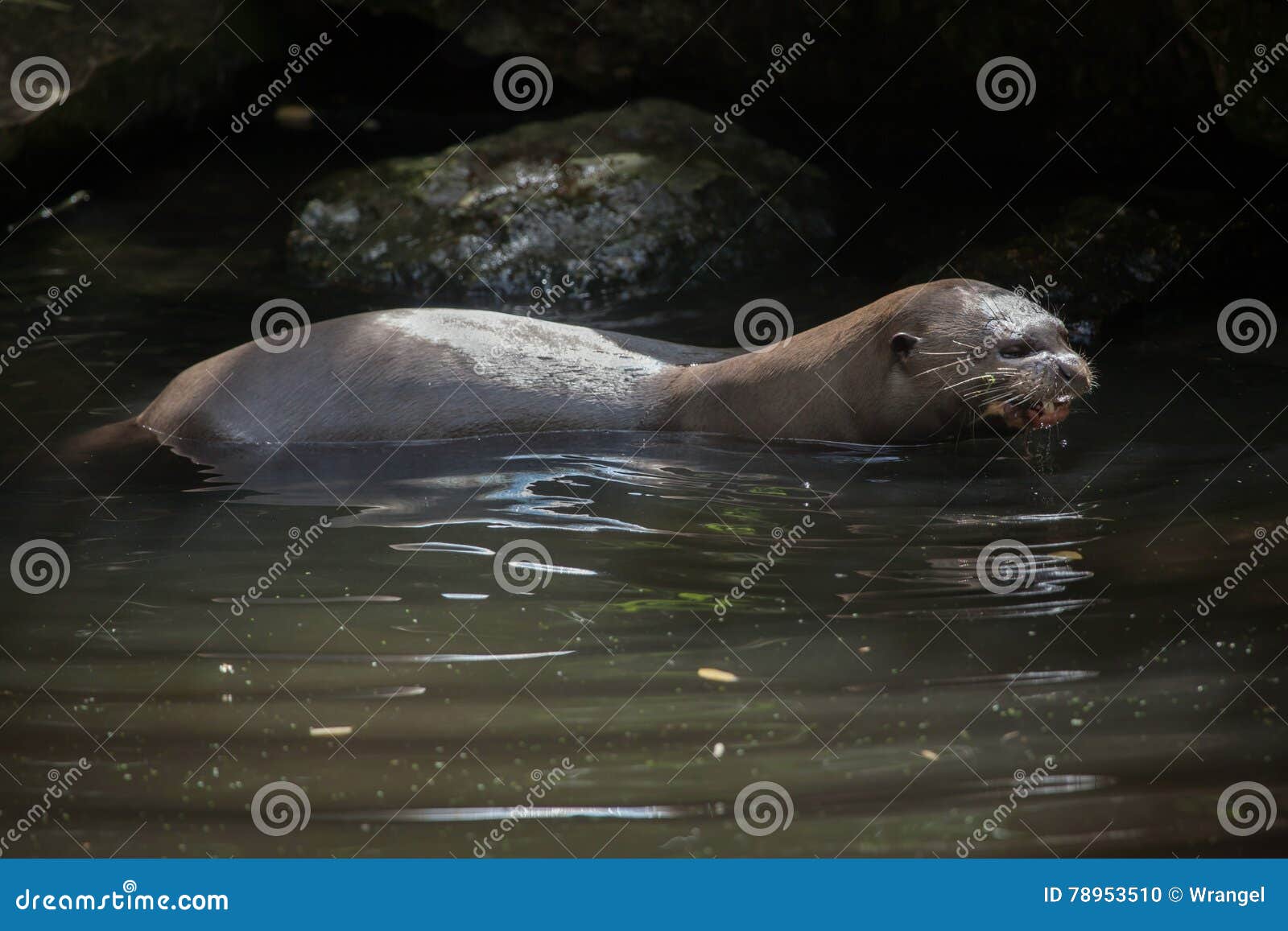 giant otter (pteronura brasiliensis).