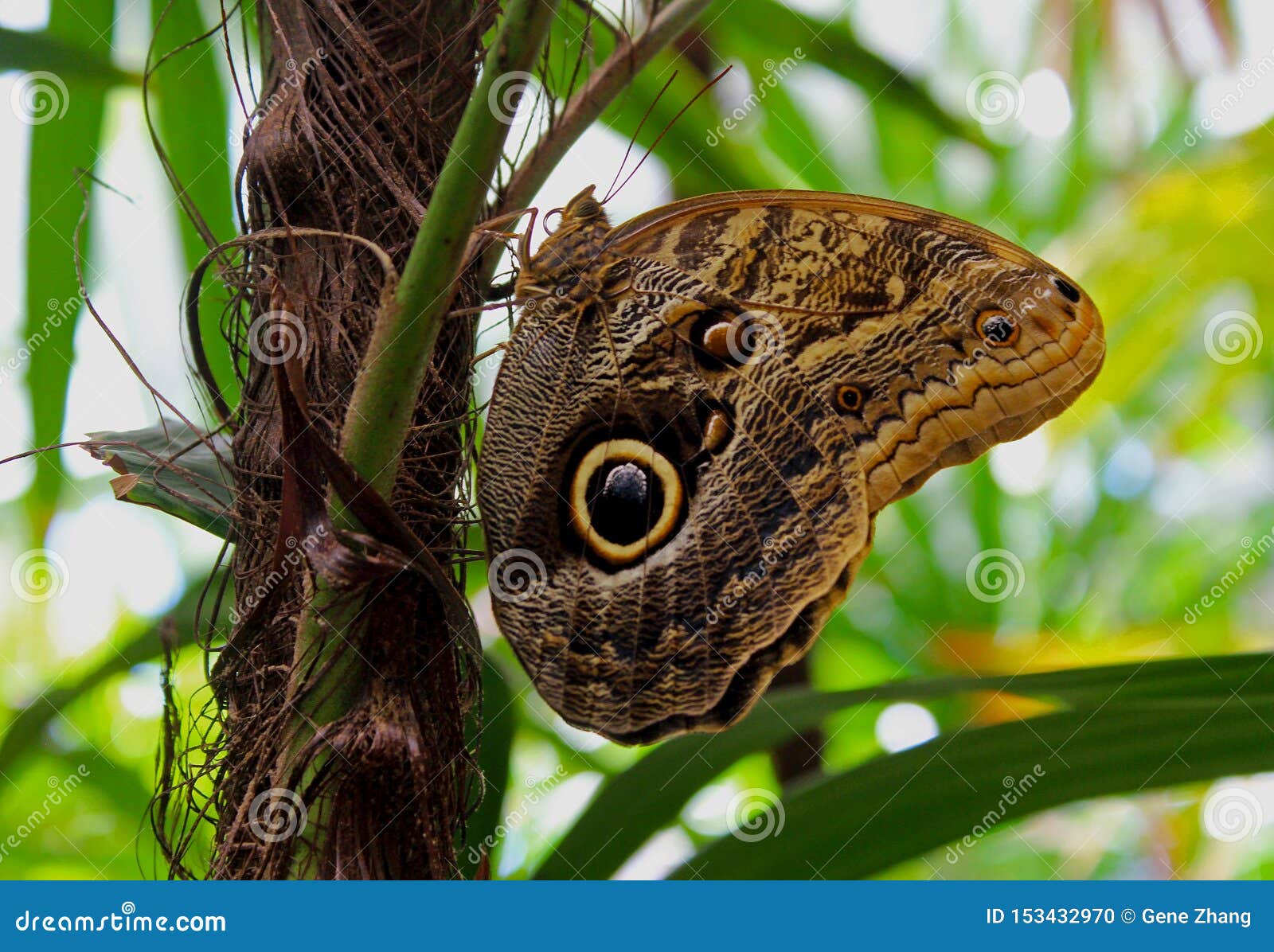 Giant Owl Butterfly Caligo Memnon Stock Photo Image Of