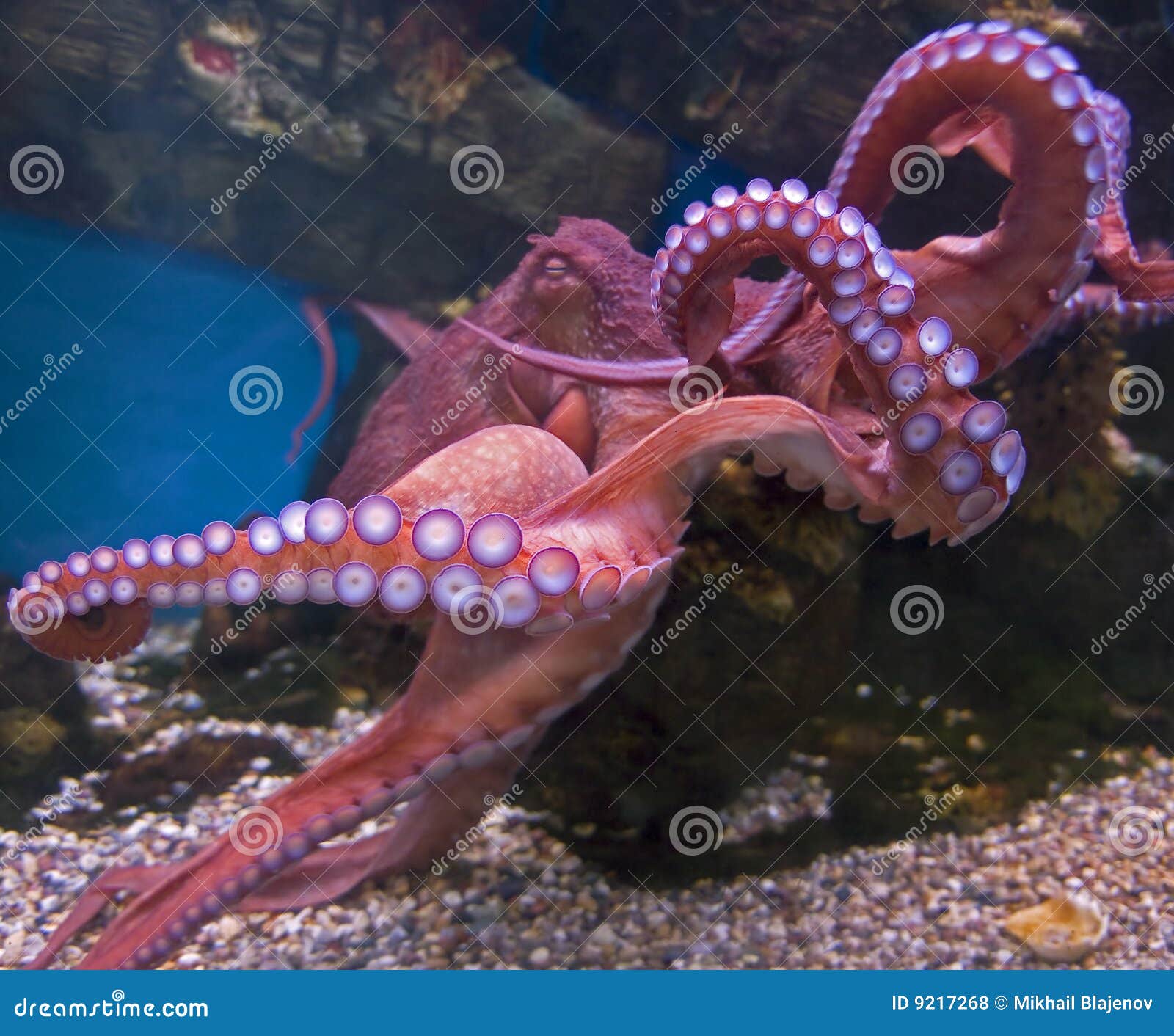 giant pacific octopus 1