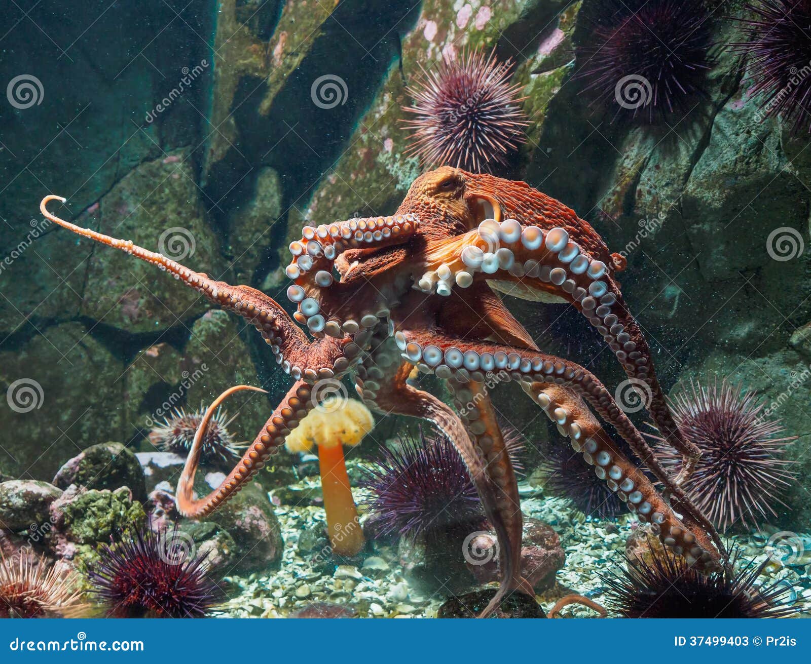 giant pacific octopus (enteroctopus dofleini)