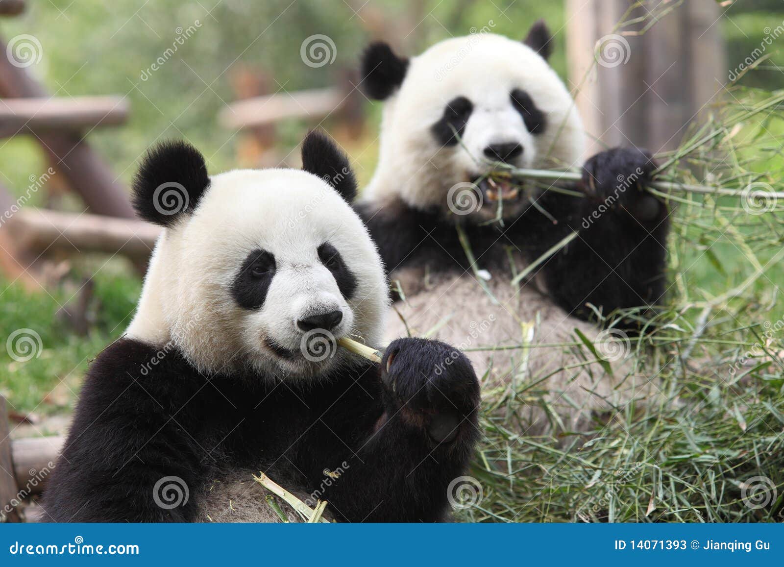 giant panda