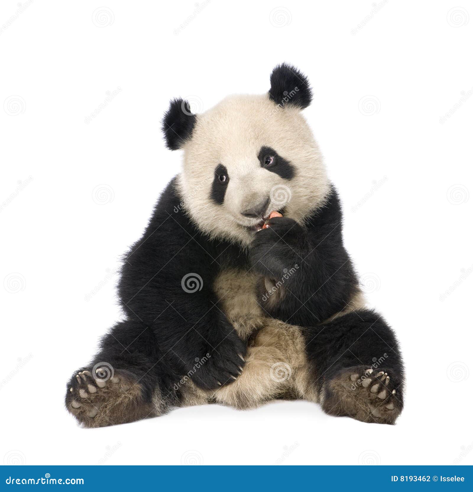 giant panda (18 months) - ailuropoda melanoleuca