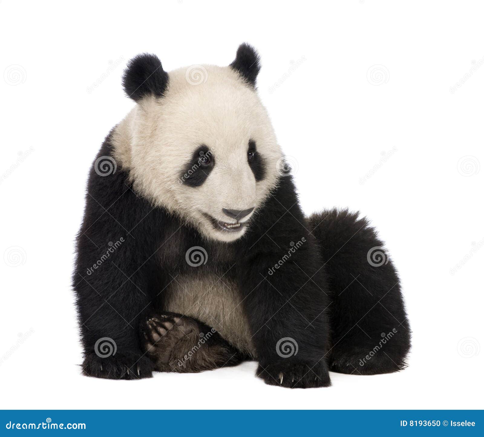 giant panda (18 months) - ailuropoda melanoleuca