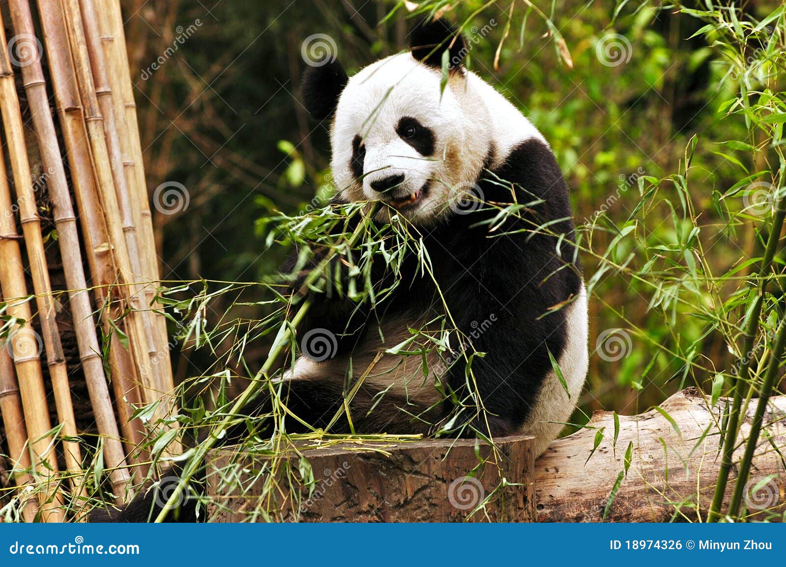 giant panda