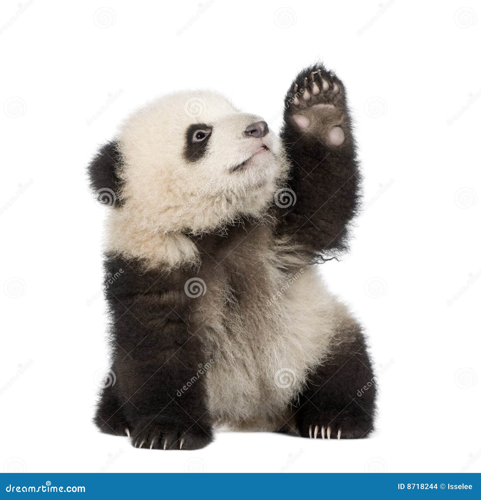 giant panda (6 months) - ailuropoda melanoleuca