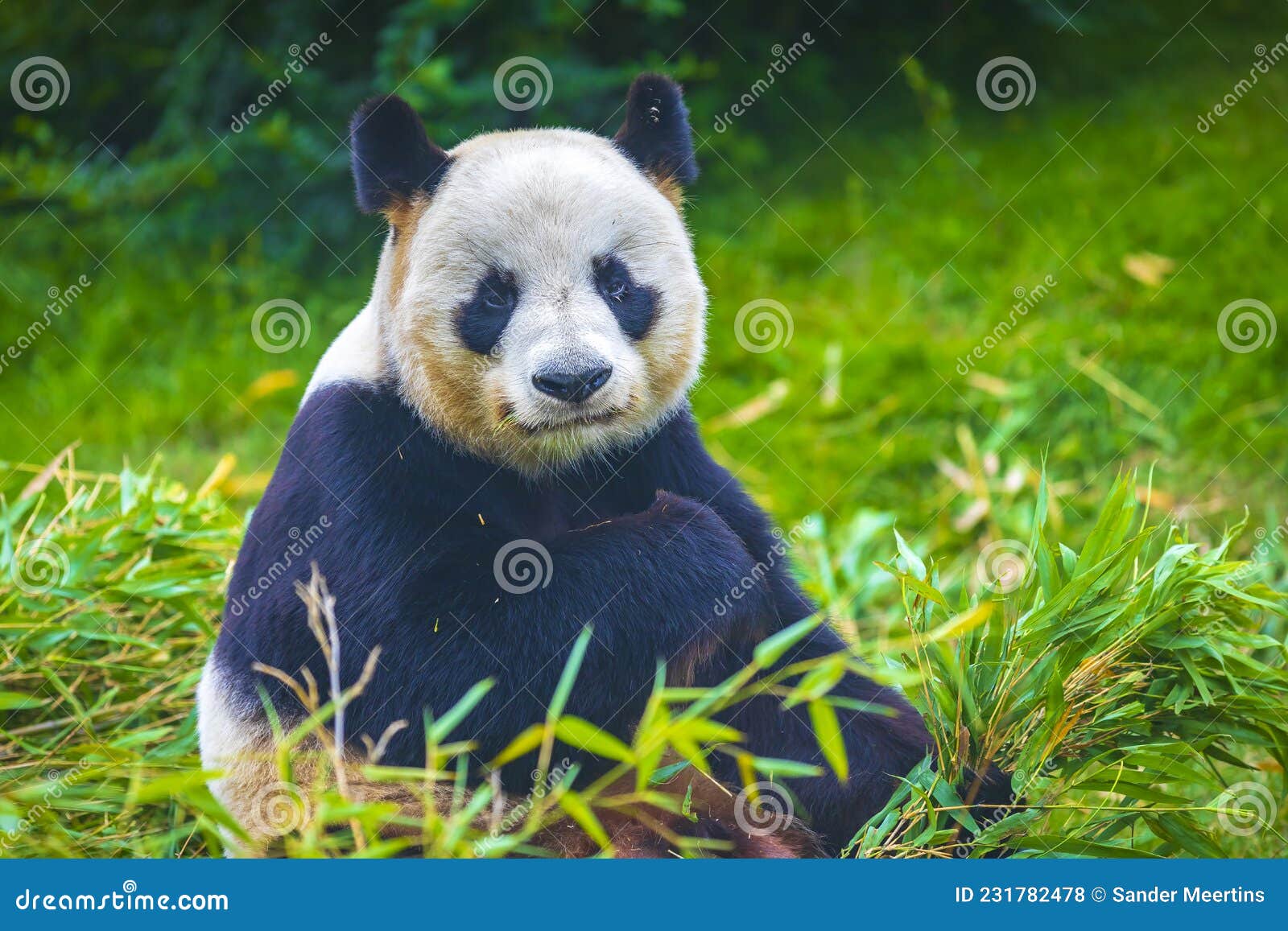 Giant Panda Ailuropoda Melanoleuca Feeding On Bamboo Stock Photo