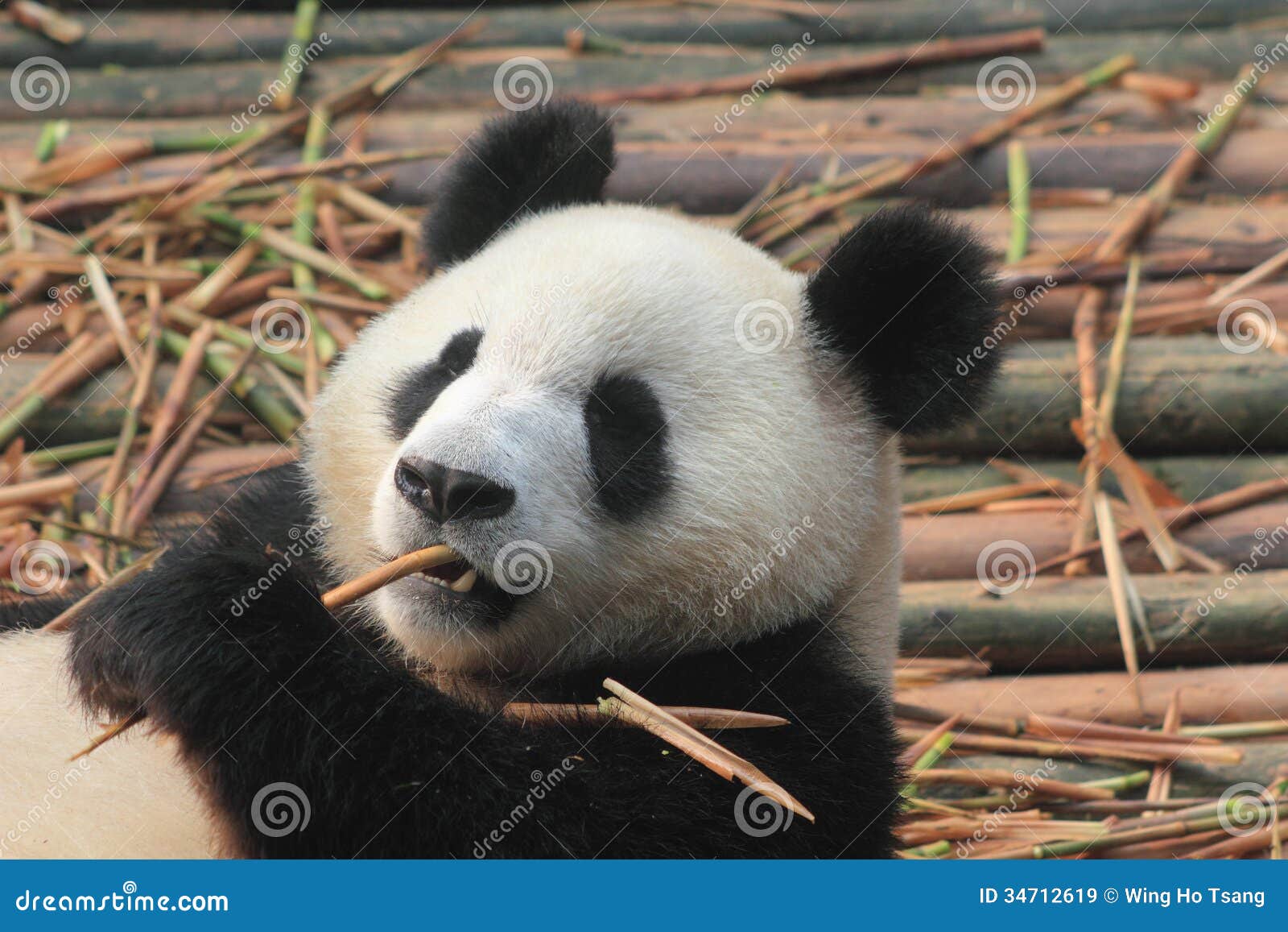 A Dog That Looks Like A Panda Bear