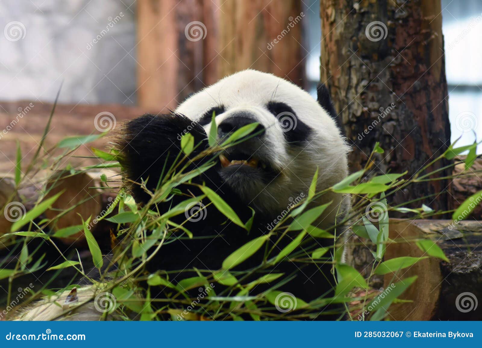 Giant Panda Bear Eats Bamboo Head Close-up Stock Image - Image of