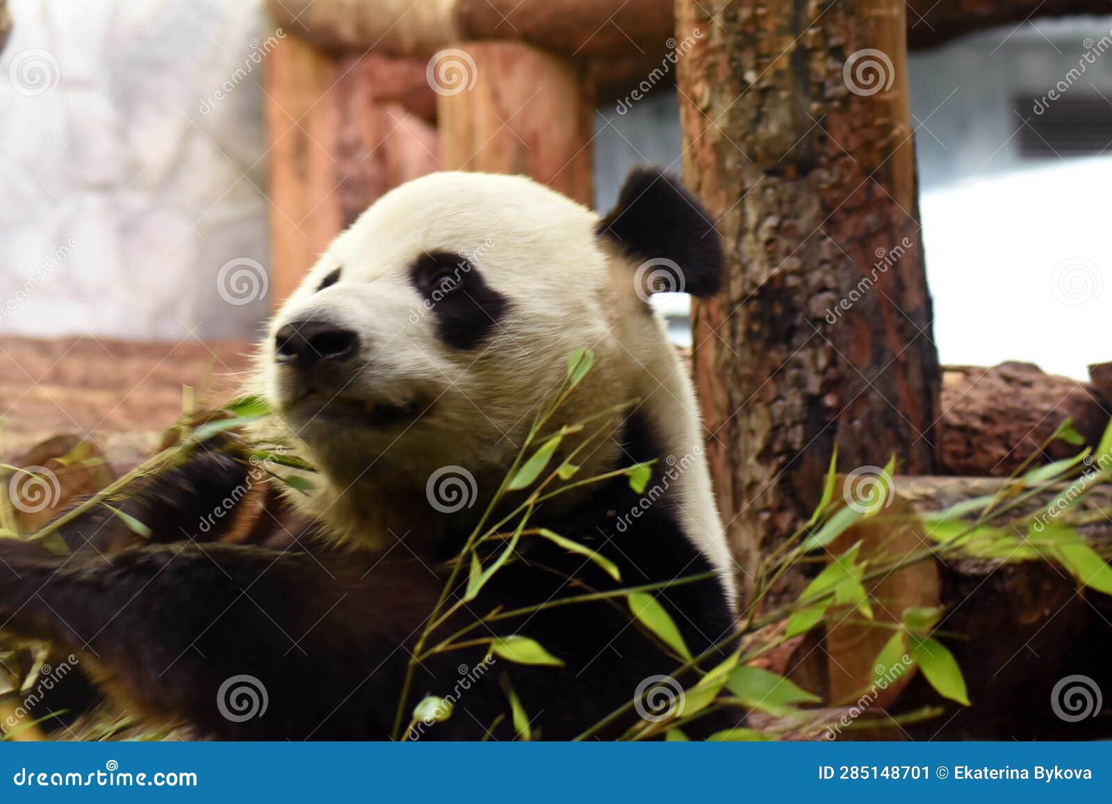 Giant Panda Bear Eats Bamboo Head Close-up Stock Image - Image of black