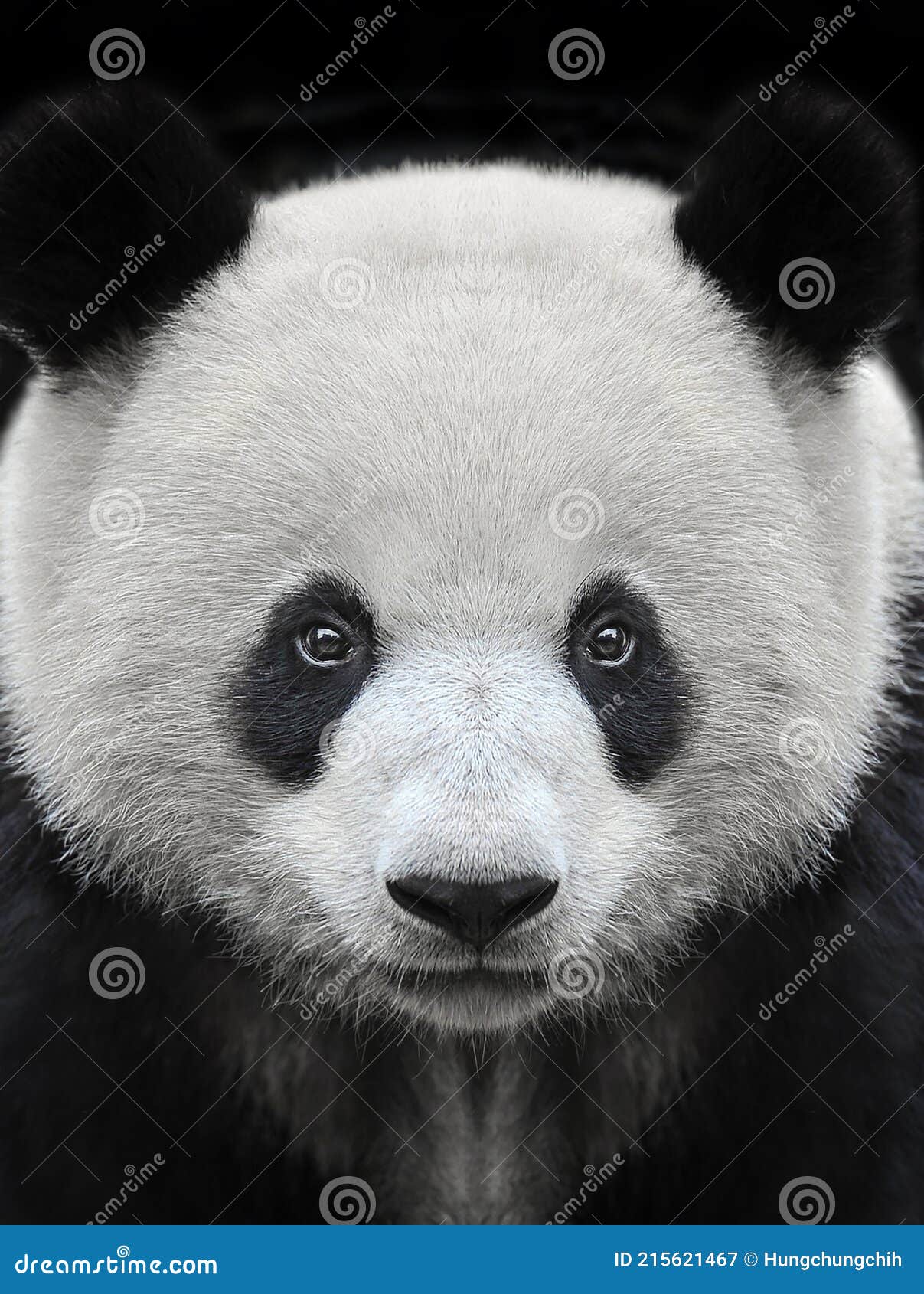 Giant Panda Bear Isolated Against Black Background Stock Image - Image of  china, close: 215621467