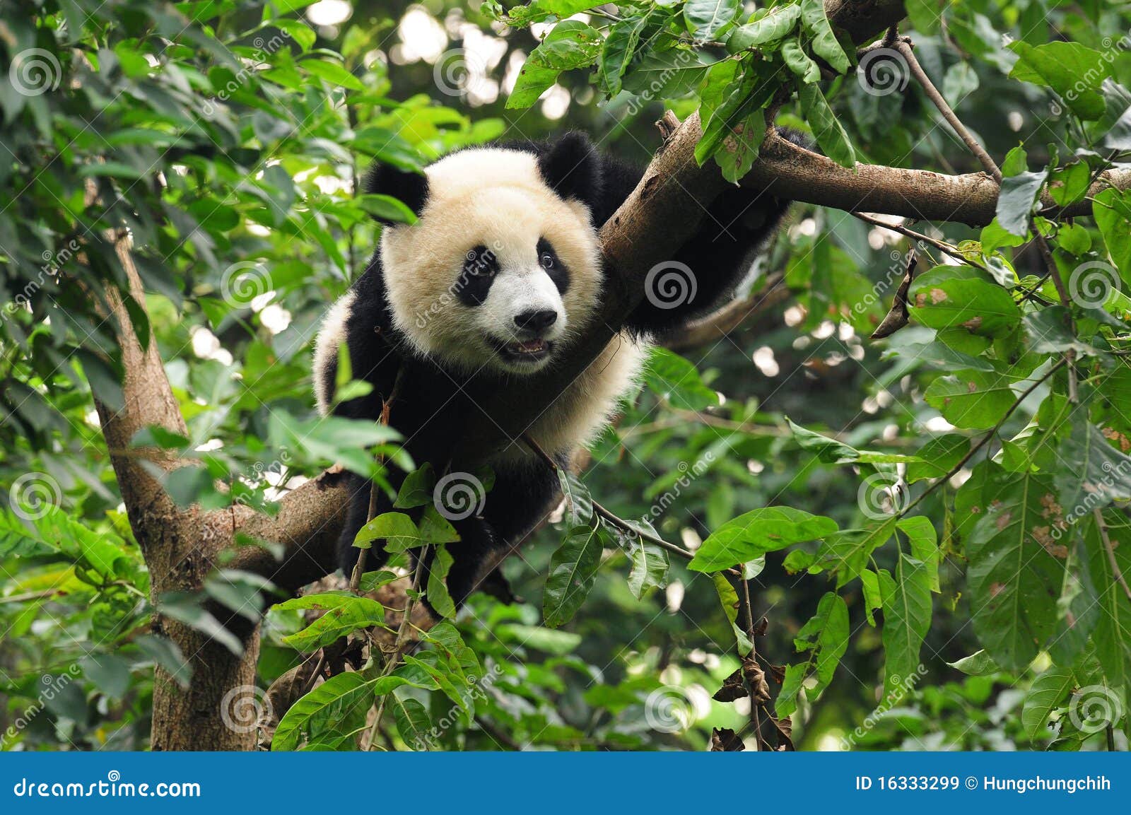 giant panda bear in tree