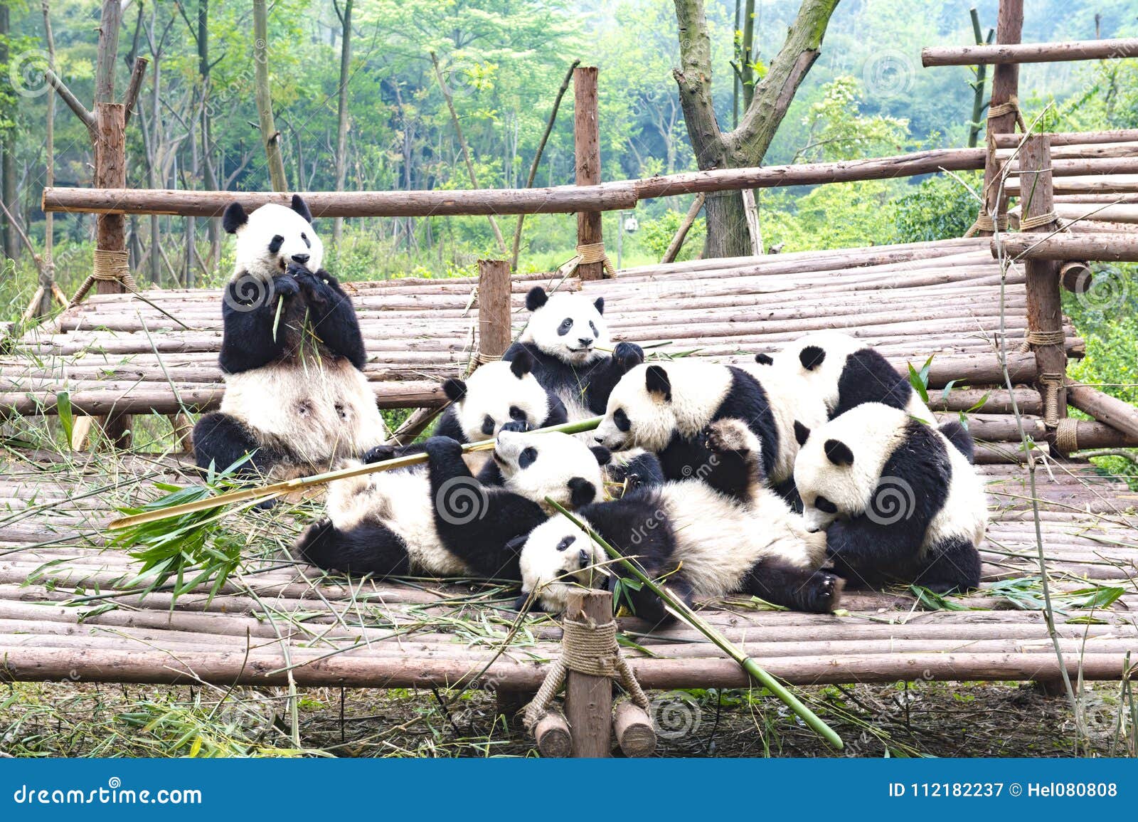 mother panda bear and cute cubs playing together. giant panda breeding research base xiongmao jidi chengdu china