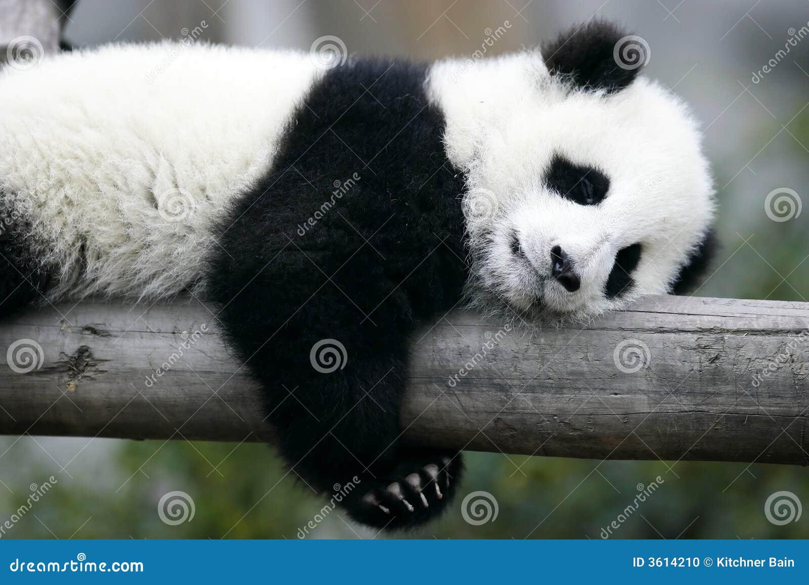 Giant Panda Cub Stock Photo Image Of Wildlife Panda 3614210