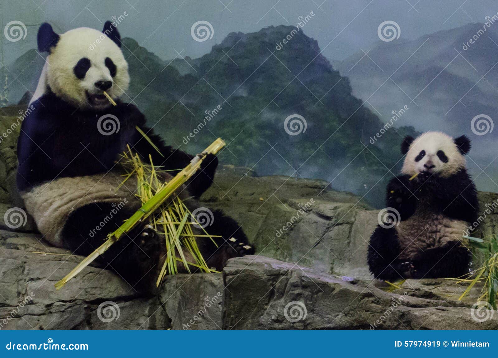 giant panda and cub eat bamboo