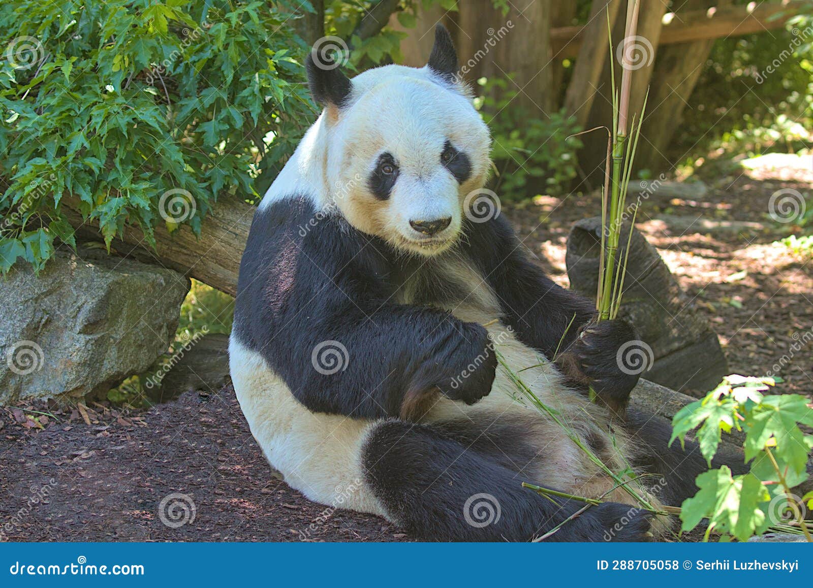 Giant Panda Eating Bamboo Shoots and Leaves. Stock Photo - Image of