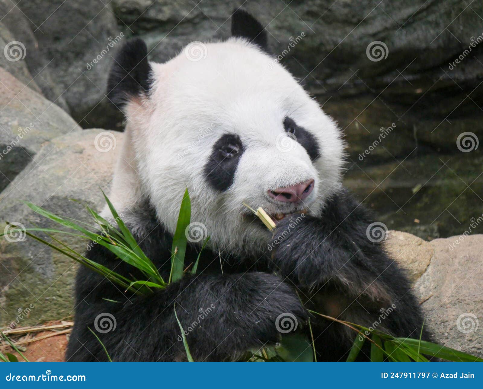 giant panda eating bamboo shoots and leaves