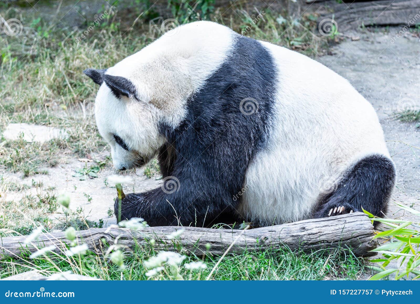 Giant Panda Eating Bamboo Sprouts and Sitting on the Ground Stock Image
